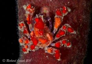 Cryptic Teardrop Crab-Salt Pier Bonaire,night dive-Canon ... by Richard Goluch 